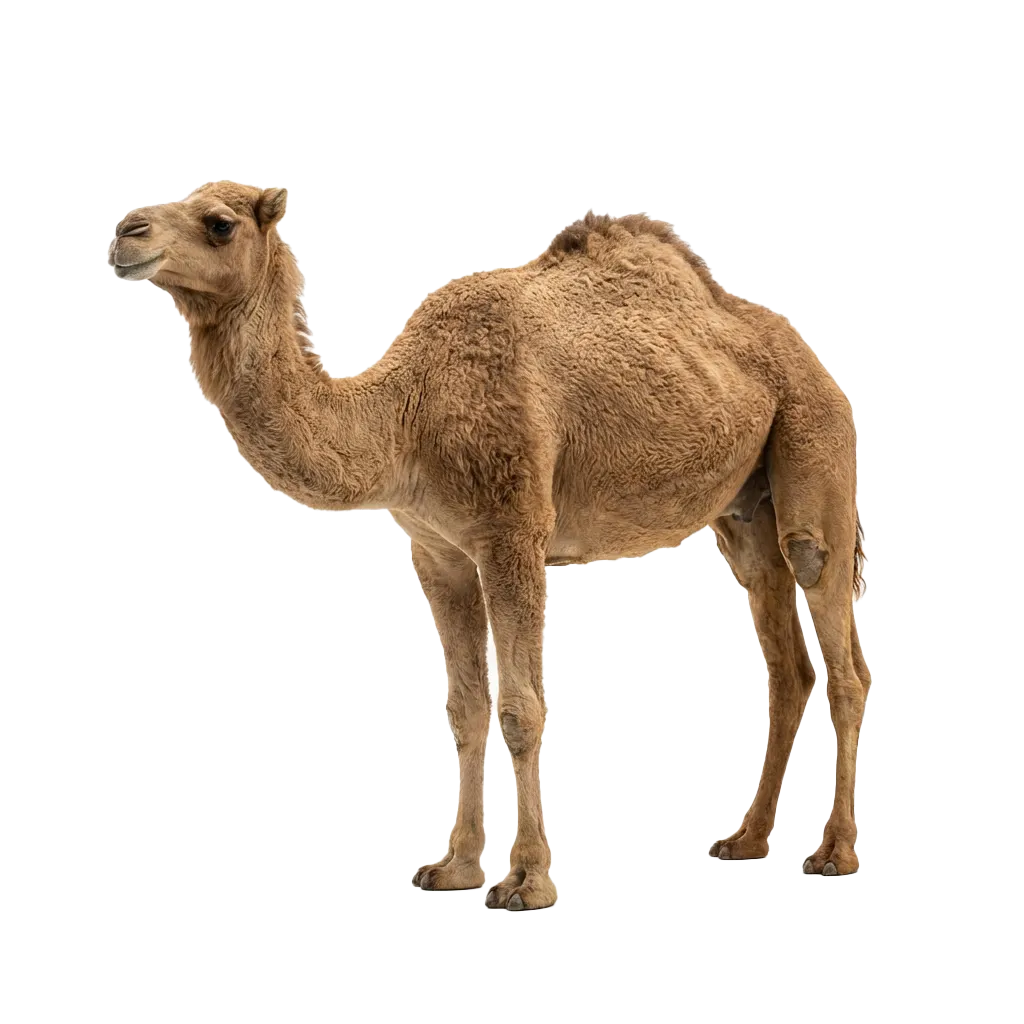 Xoolaha